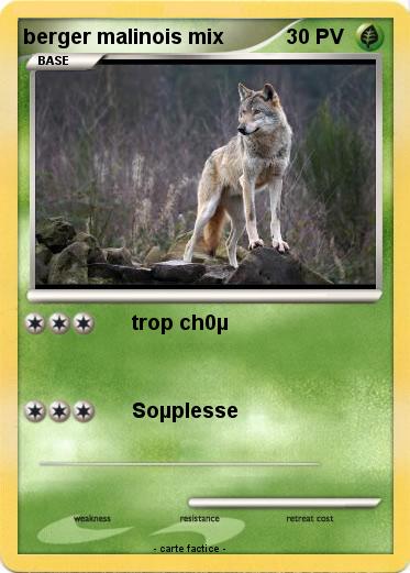 Pokemon berger malinois mix
