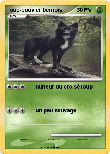 Pokemon loup-bouvier bernois