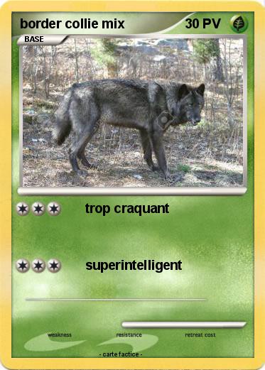 Pokemon border collie mix