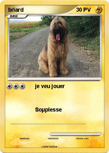 Pokemon briard