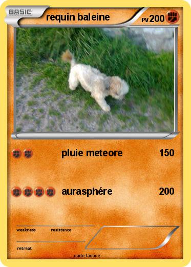 Pokemon requin baleine