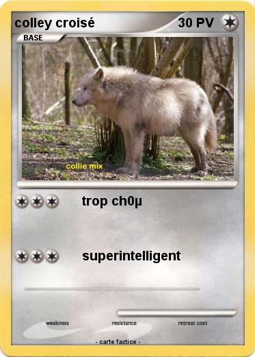 Pokemon colley croisé