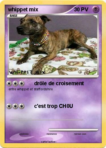 Pokemon whippet mix