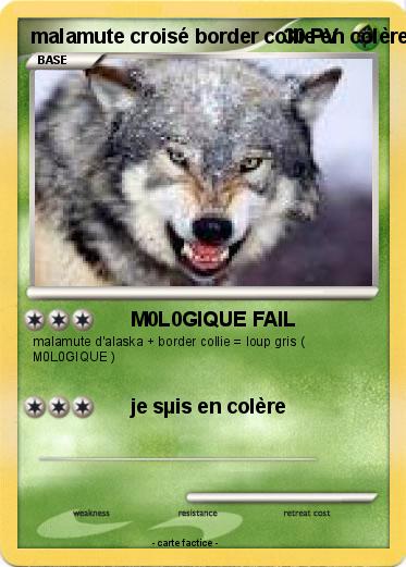 Pokemon malamute croisé border collie en colère