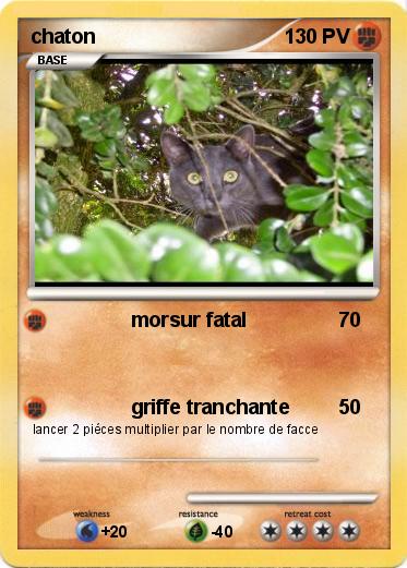 Pokemon chaton