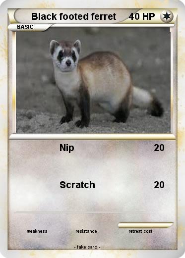 Pokemon Black footed ferret