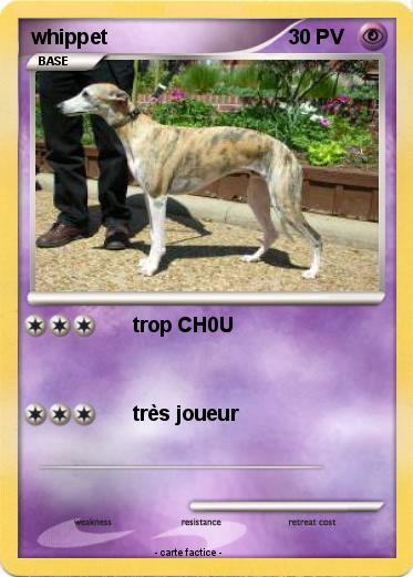 Pokemon whippet