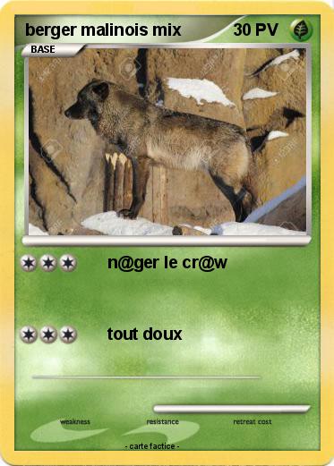 Pokemon berger malinois mix