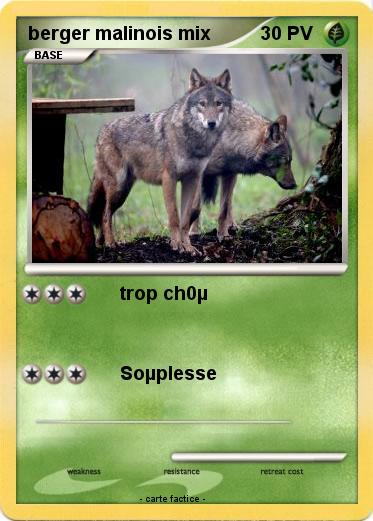 Pokemon berger malinois mix