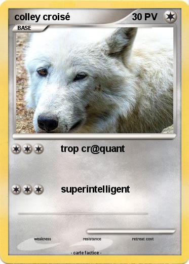 Pokemon colley croisé