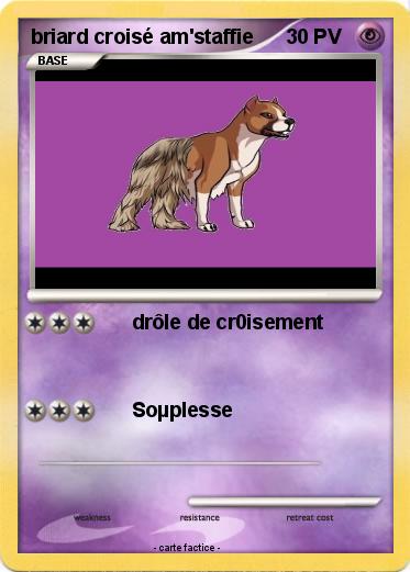 Pokemon briard croisé am'staffie