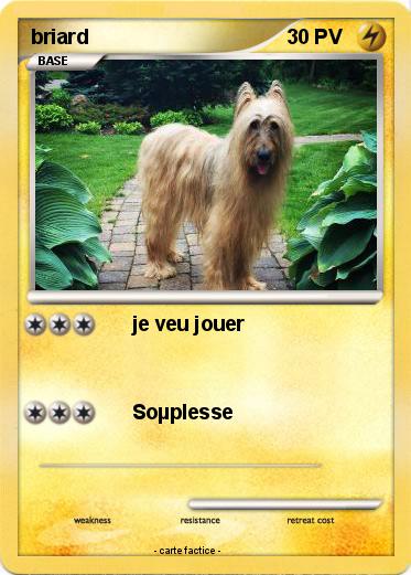 Pokemon briard