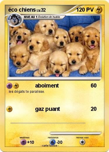 Pokemon éco chiens