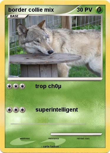 Pokemon border collie mix