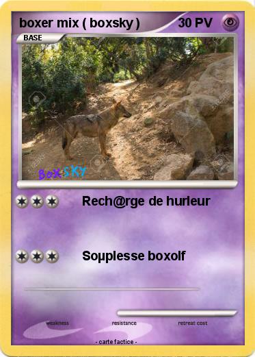Pokemon boxer mix ( boxsky )