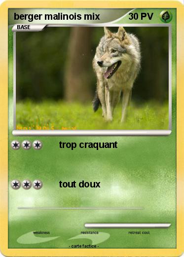 Pokemon berger malinois mix