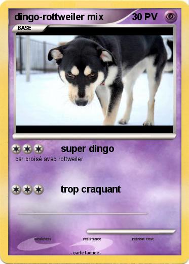 Pokemon dingo-rottweiler mix