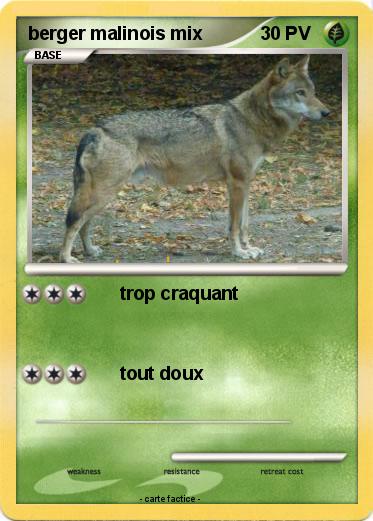 Pokemon berger malinois mix