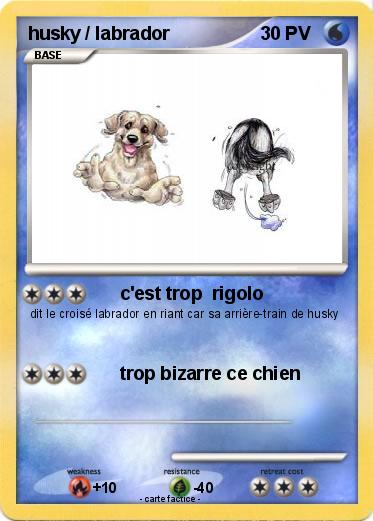 Pokemon husky / labrador