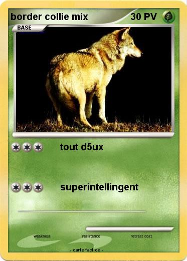 Pokemon border collie mix