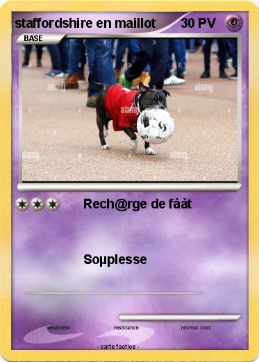 Pokemon staffordshire en maillot