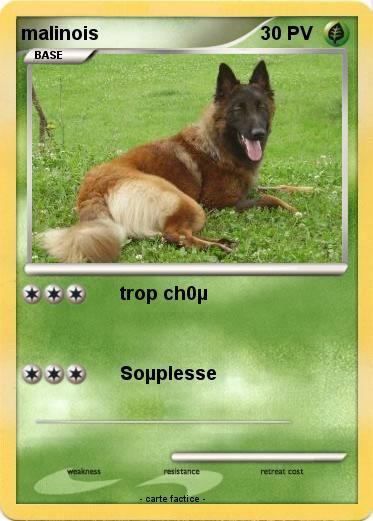 Pokemon malinois