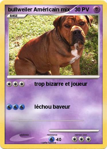 Pokemon bullweiler Américain mix