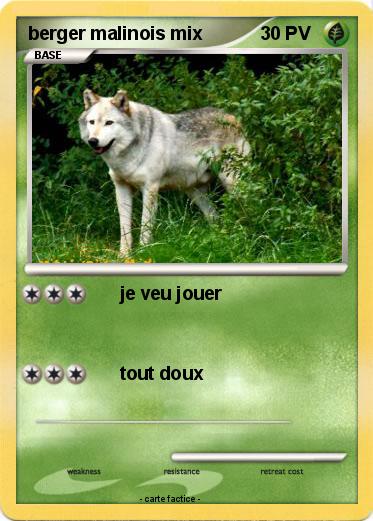 Pokemon berger malinois mix