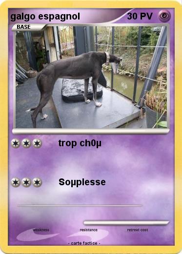 Pokemon galgo espagnol