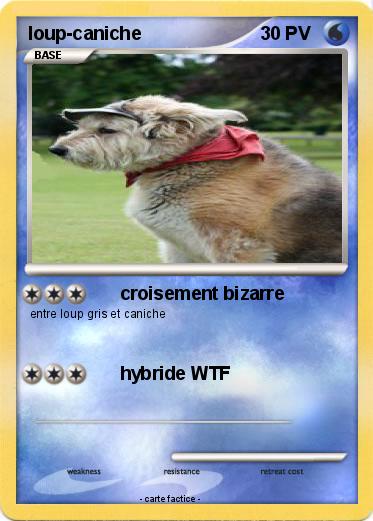 Pokemon loup-caniche