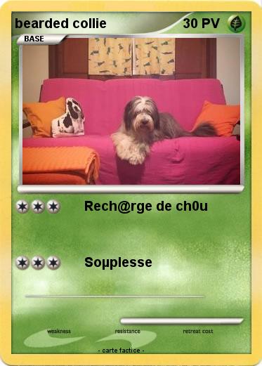 Pokemon bearded collie