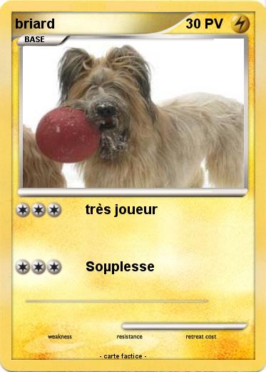 Pokemon briard