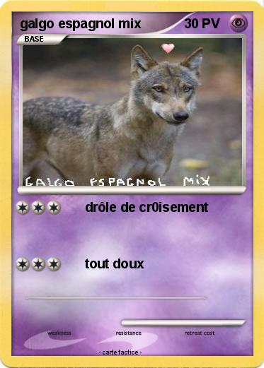 Pokemon galgo espagnol mix