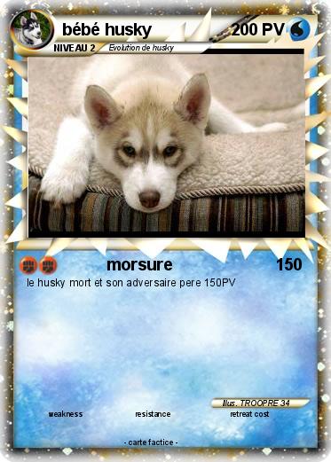 Pokemon bébé husky