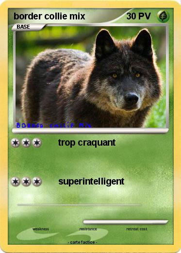 Pokemon border collie mix