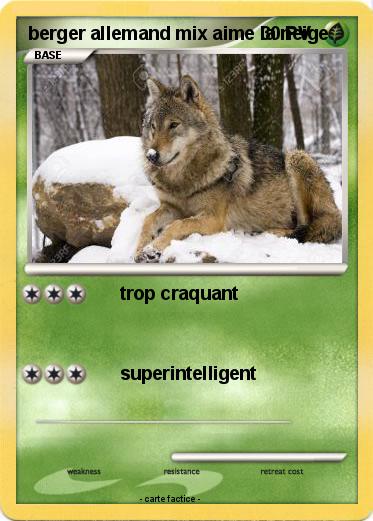 Pokemon berger allemand mix aime la neige