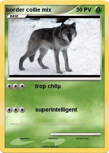 Pokemon border collie mix