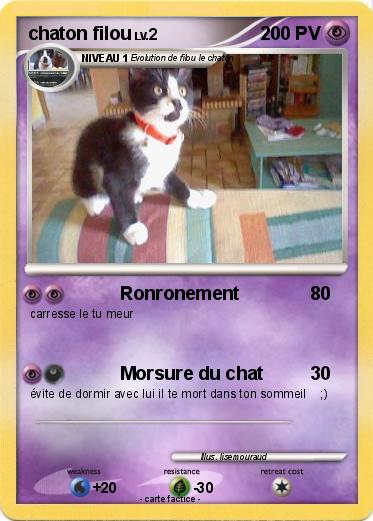 Pokemon chaton filou