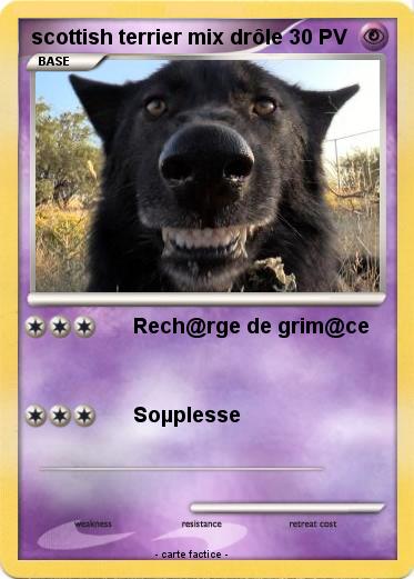 Pokemon scottish terrier mix drôle