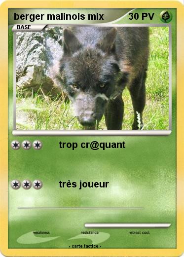 Pokemon berger malinois mix