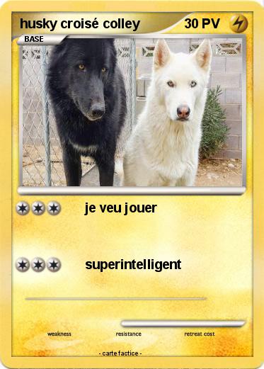 Pokemon husky croisé colley