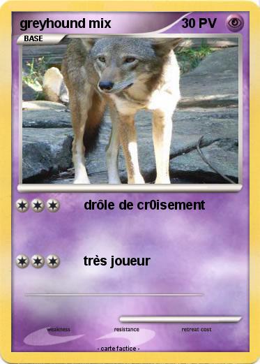 Pokemon greyhound mix