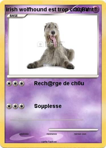 Pokemon irish wolfhound est trop craquant
