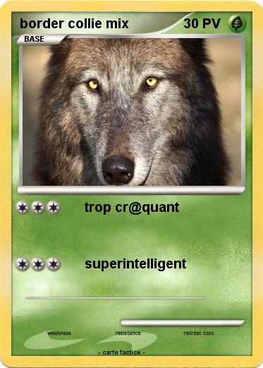 Pokemon border collie mix