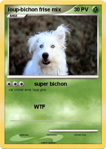 Pokemon loup-bichon frise mix