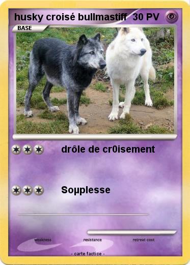Pokemon husky croisé bullmastiff