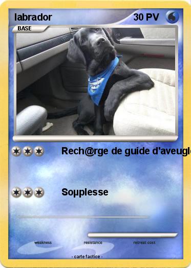 Pokemon labrador