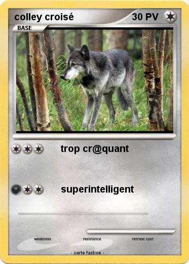 Pokemon colley croisé