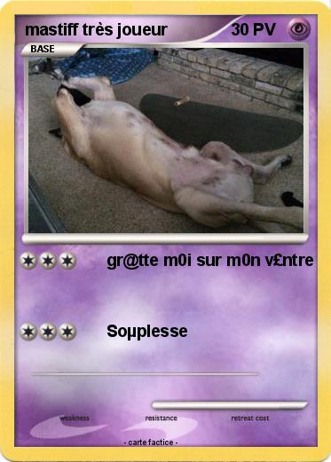 Pokemon mastiff très joueur