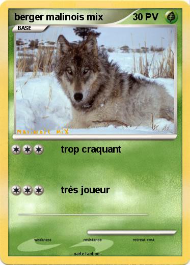 Pokemon berger malinois mix